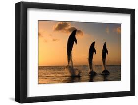 Common Bottlenose Dolphin (Tursiops truncatus) three adults, leaping, silhouetted at sunset, Roatan-Jurgen & Christine Sohns-Framed Photographic Print