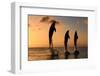 Common Bottlenose Dolphin (Tursiops truncatus) three adults, leaping, silhouetted at sunset, Roatan-Jurgen & Christine Sohns-Framed Photographic Print