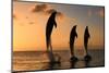 Common Bottlenose Dolphin (Tursiops truncatus) three adults, leaping, silhouetted at sunset, Roatan-Jurgen & Christine Sohns-Mounted Photographic Print