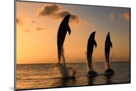Common Bottlenose Dolphin (Tursiops truncatus) three adults, leaping, silhouetted at sunset, Roatan-Jurgen & Christine Sohns-Mounted Photographic Print