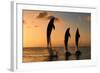 Common Bottlenose Dolphin (Tursiops truncatus) three adults, leaping, silhouetted at sunset, Roatan-Jurgen & Christine Sohns-Framed Photographic Print