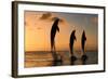 Common Bottlenose Dolphin (Tursiops truncatus) three adults, leaping, silhouetted at sunset, Roatan-Jurgen & Christine Sohns-Framed Photographic Print