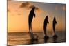 Common Bottlenose Dolphin (Tursiops truncatus) three adults, leaping, silhouetted at sunset, Roatan-Jurgen & Christine Sohns-Mounted Photographic Print