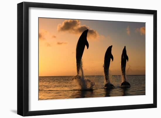 Common Bottlenose Dolphin (Tursiops truncatus) three adults, leaping, silhouetted at sunset, Roatan-Jurgen & Christine Sohns-Framed Photographic Print