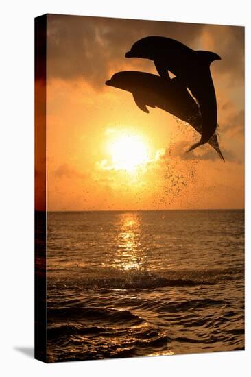 Common Bottlenose Dolphin (Tursiops truncatus) two adults, leaping, silhouetted at sunset, Roatan-Jurgen & Christine Sohns-Stretched Canvas