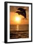 Common Bottlenose Dolphin (Tursiops truncatus) two adults, leaping, silhouetted at sunset, Roatan-Jurgen & Christine Sohns-Framed Photographic Print