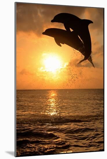 Common Bottlenose Dolphin (Tursiops truncatus) two adults, leaping, silhouetted at sunset, Roatan-Jurgen & Christine Sohns-Mounted Photographic Print