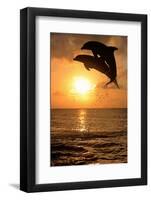 Common Bottlenose Dolphin (Tursiops truncatus) two adults, leaping, silhouetted at sunset, Roatan-Jurgen & Christine Sohns-Framed Photographic Print