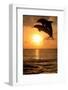 Common Bottlenose Dolphin (Tursiops truncatus) two adults, leaping, silhouetted at sunset, Roatan-Jurgen & Christine Sohns-Framed Photographic Print