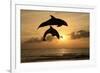 Common Bottlenose Dolphin (Tursiops truncatus) two adults, leaping, silhouetted at sunset, Roatan-Jurgen & Christine Sohns-Framed Photographic Print