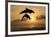 Common Bottlenose Dolphin (Tursiops truncatus) two adults, leaping, silhouetted at sunset, Roatan-Jurgen & Christine Sohns-Framed Photographic Print