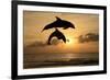 Common Bottlenose Dolphin (Tursiops truncatus) two adults, leaping, silhouetted at sunset, Roatan-Jurgen & Christine Sohns-Framed Photographic Print