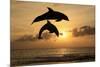 Common Bottlenose Dolphin (Tursiops truncatus) two adults, leaping, silhouetted at sunset, Roatan-Jurgen & Christine Sohns-Mounted Photographic Print