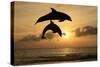 Common Bottlenose Dolphin (Tursiops truncatus) two adults, leaping, silhouetted at sunset, Roatan-Jurgen & Christine Sohns-Stretched Canvas