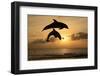 Common Bottlenose Dolphin (Tursiops truncatus) two adults, leaping, silhouetted at sunset, Roatan-Jurgen & Christine Sohns-Framed Photographic Print