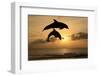 Common Bottlenose Dolphin (Tursiops truncatus) two adults, leaping, silhouetted at sunset, Roatan-Jurgen & Christine Sohns-Framed Photographic Print