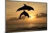 Common Bottlenose Dolphin (Tursiops truncatus) two adults, leaping, silhouetted at sunset, Roatan-Jurgen & Christine Sohns-Mounted Photographic Print