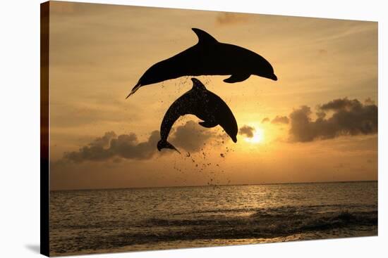 Common Bottlenose Dolphin (Tursiops truncatus) two adults, leaping, silhouetted at sunset, Roatan-Jurgen & Christine Sohns-Stretched Canvas