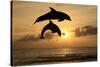 Common Bottlenose Dolphin (Tursiops truncatus) two adults, leaping, silhouetted at sunset, Roatan-Jurgen & Christine Sohns-Stretched Canvas