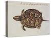 Common Box Tortoise-John White-Stretched Canvas