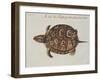 Common Box Tortoise-John White-Framed Giclee Print