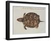 Common Box Tortoise-John White-Framed Giclee Print