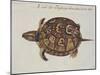 Common Box Tortoise-John White-Mounted Giclee Print