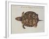 Common Box Tortoise-John White-Framed Giclee Print