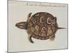 Common Box Tortoise-John White-Mounted Giclee Print