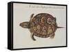 Common Box Tortoise-John White-Framed Stretched Canvas