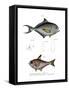 Common Bream-null-Framed Stretched Canvas