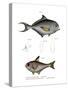 Common Bream-null-Stretched Canvas