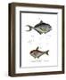 Common Bream-null-Framed Giclee Print