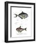 Common Bream-null-Framed Giclee Print