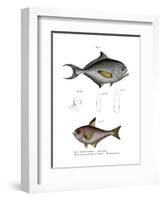 Common Bream-null-Framed Giclee Print