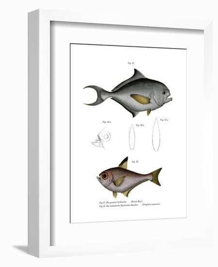 Common Bream-null-Framed Giclee Print