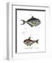 Common Bream-null-Framed Giclee Print