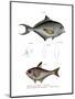 Common Bream-null-Mounted Giclee Print