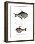 Common Bream-null-Framed Giclee Print