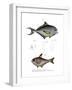 Common Bream-null-Framed Giclee Print