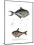 Common Bream-null-Mounted Giclee Print