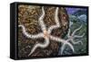 Common Brittle Star (Ophiothrix Fragilis), Ophiothricidae-null-Framed Stretched Canvas