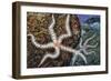 Common Brittle Star (Ophiothrix Fragilis), Ophiothricidae-null-Framed Giclee Print