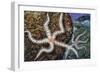 Common Brittle Star (Ophiothrix Fragilis), Ophiothricidae-null-Framed Giclee Print