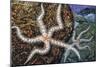 Common Brittle Star (Ophiothrix Fragilis), Ophiothricidae-null-Mounted Giclee Print