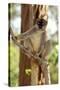 Common Brown Lemur Endemic-null-Stretched Canvas