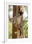 Common Brown Lemur Endemic-null-Framed Photographic Print