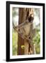 Common Brown Lemur Endemic-null-Framed Photographic Print