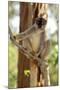 Common Brown Lemur Endemic-null-Mounted Photographic Print