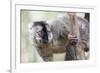 Common Brown Lemur (Eulemur Fulvus), Lemur Island, Andasibe National Park, Madagascar, Africa-Matthew Williams-Ellis-Framed Photographic Print